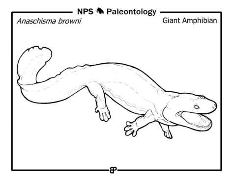 Prehistoric Giant Amphibian (Anaschisma Browni) Coloring Page